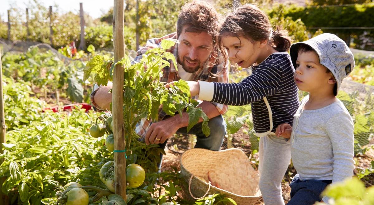 Susza w ogrodzie. Jak dbać o zieleń bez marnowania wody? 