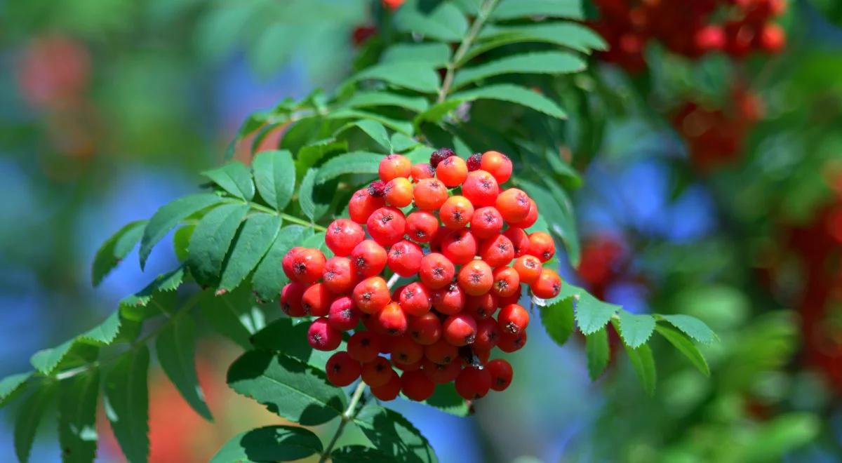 Koralowa królowa i żółta księżniczka