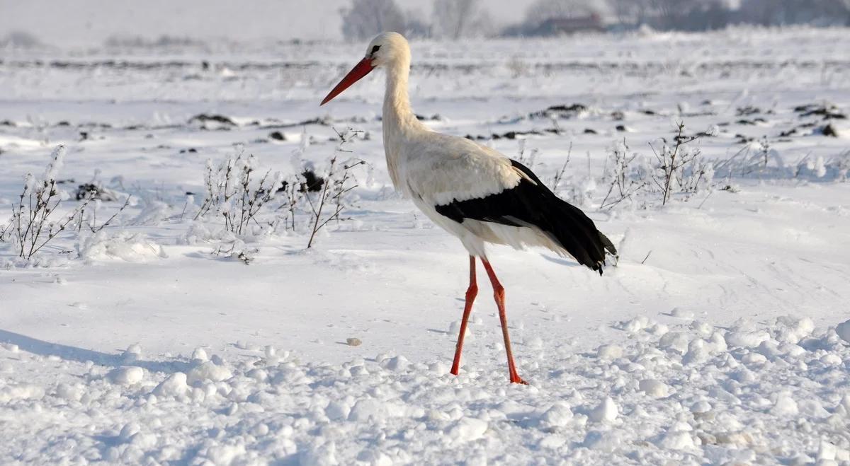 Pierwszy bocian już powrócił do Polski! Czy wraz z nim przyleciała wiosna?