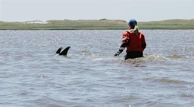 Uratowali ponad setkę delfinów przed śmiercią. "12 godzin nieustającej pracy"