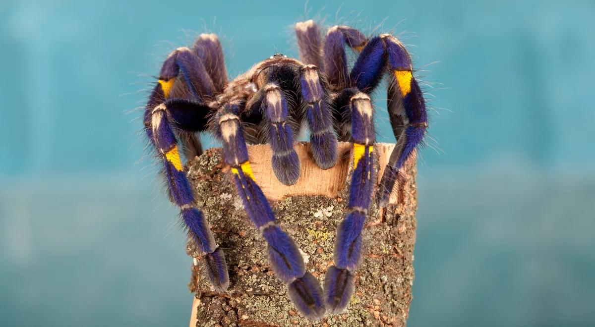 Dlaczego w gorących rejonach świata jest więcej jadowitych zwierząt?