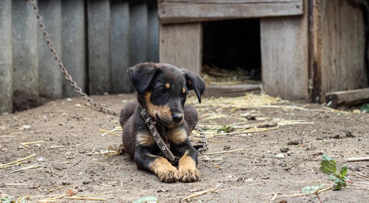 Polityczny spór o psy i kojce. "Jeszcze można zachować się przyzwoicie"
