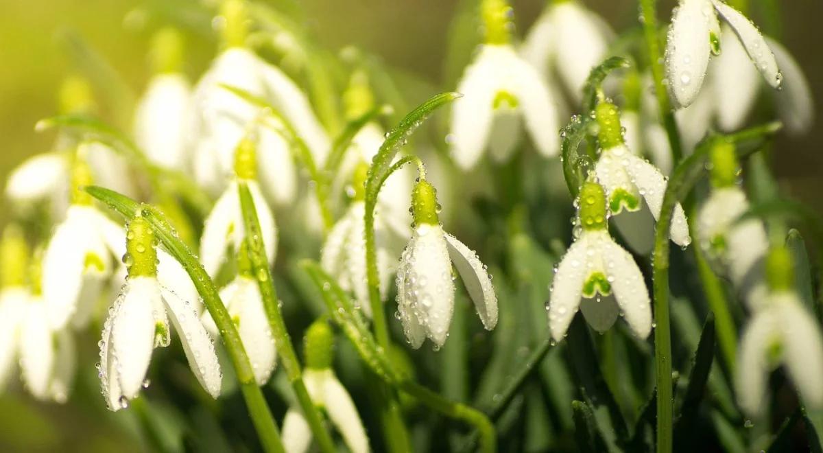 Siewca dobrych wiadomości