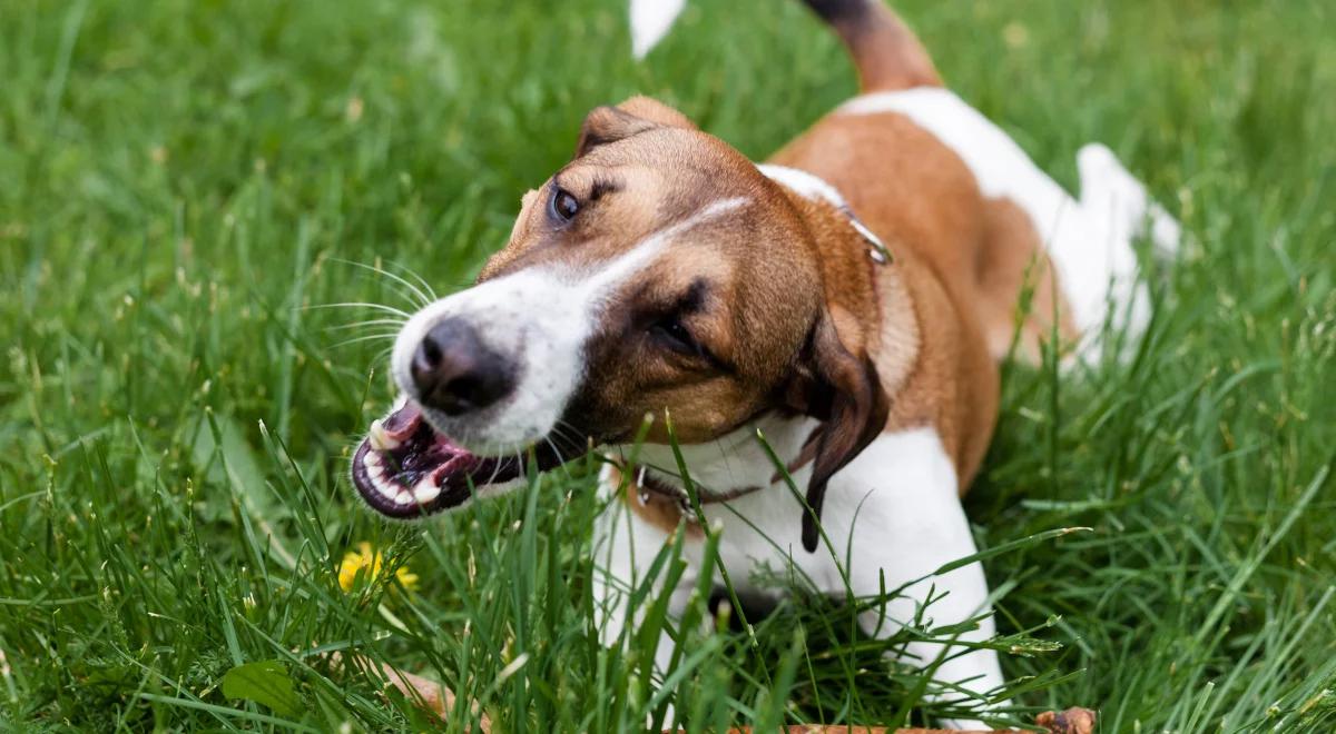 Ich całym światem są psy