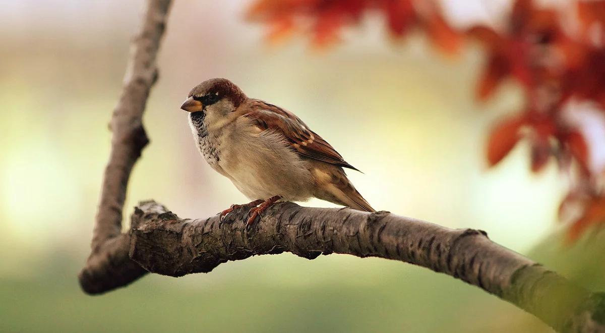 Jak długo żyją ptaki? Odpowiedź może zadziwić...
