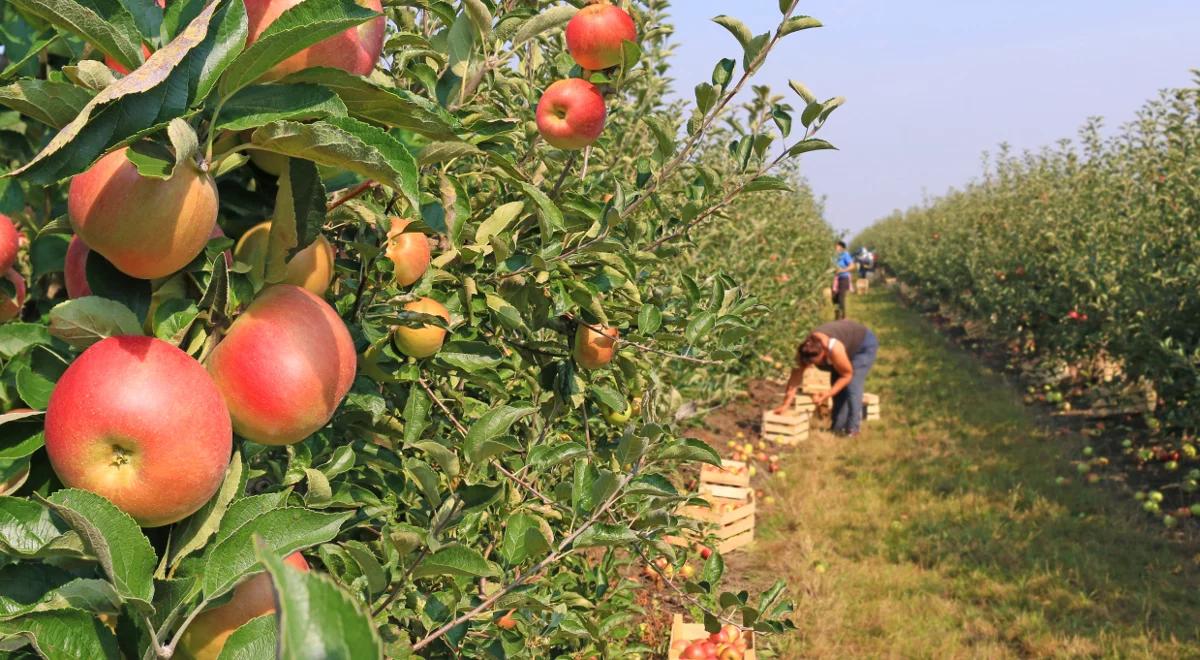 Sadownicy proszą o pomoc i zachęcają do kupowania jabłek 