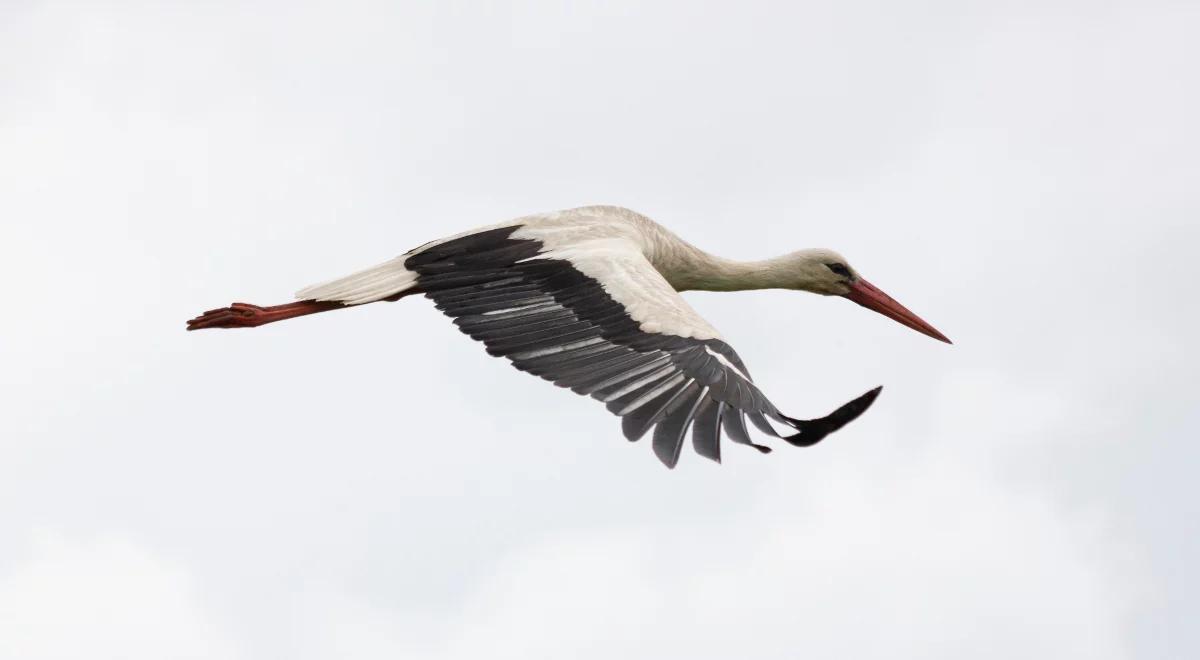Skąd ptaki wiedzą, kiedy wrócić z ciepłych krajów?