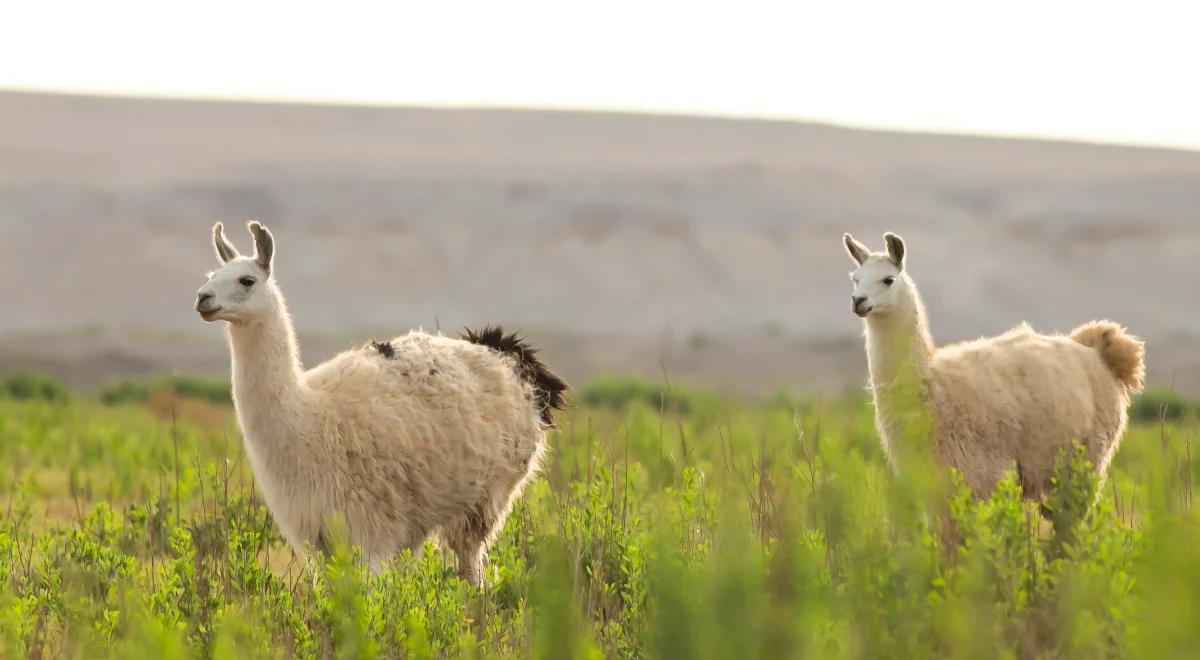 Czego uczą nas zwierzęta? Niezwykłe opowieści