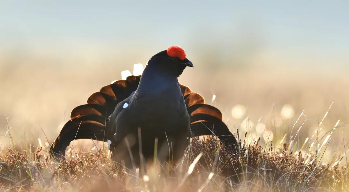 Muzyka, przyroda, cietrzewie i góry [POSŁUCHAJ REPORTAŻU]