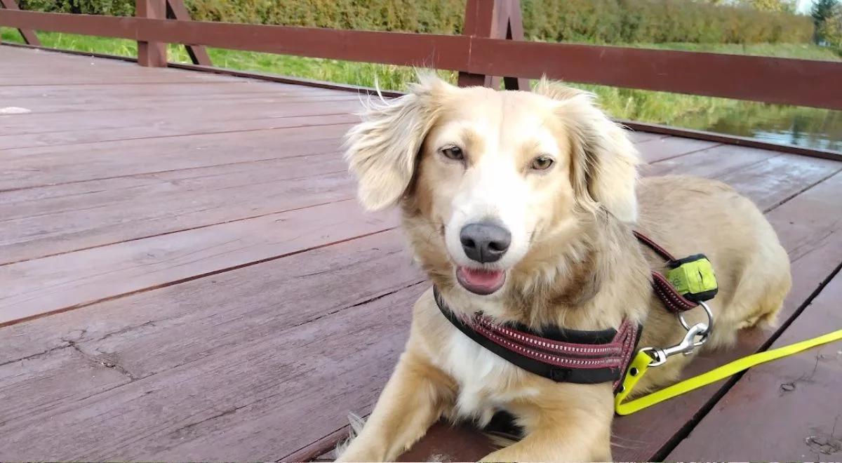 Plusy i minusy wybiegów i placów zabaw dla psów - podsumowanie