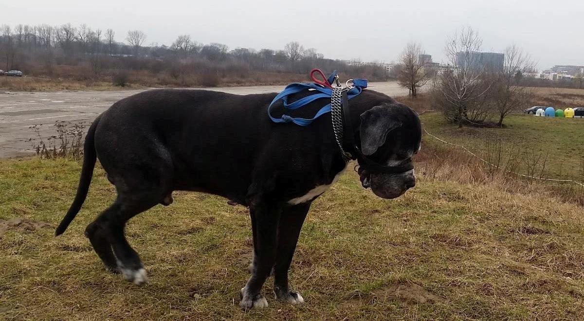 Internauci zaopiekowali się dogiem