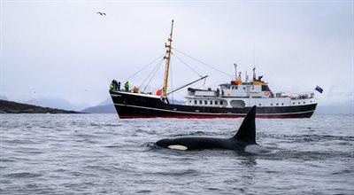 Polski jacht zaatakowały orki. Jak koegzystować ze zwierzętami morskimi?