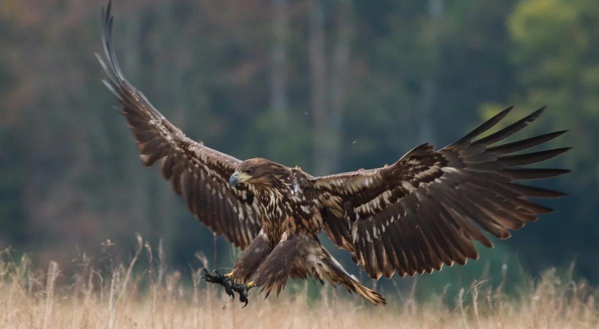 Kraina Stu Jezior, czyli otulina Puszczy Noteckiej