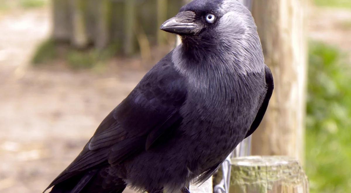 "Paść jak kawka"? Tu nie chodzi o ptaka