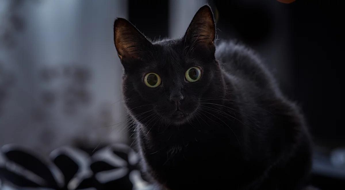 Jakie jest miejsce kota w kulturze?