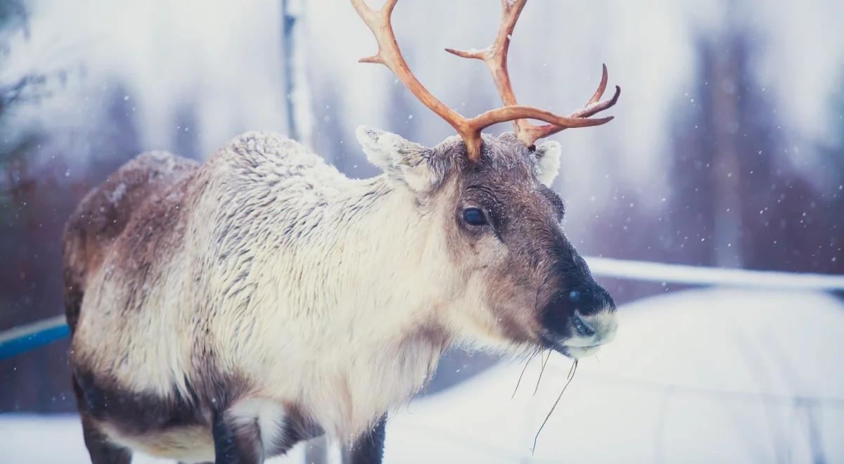Niezwykła lapońska wioska w Karkonoszach