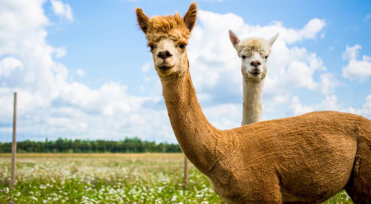 Ćwiczenia na luzie, czyli joga z alpakami