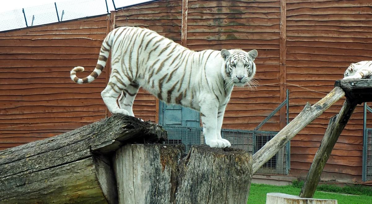 Nowoczesne zoo – współczesna arka Noego?