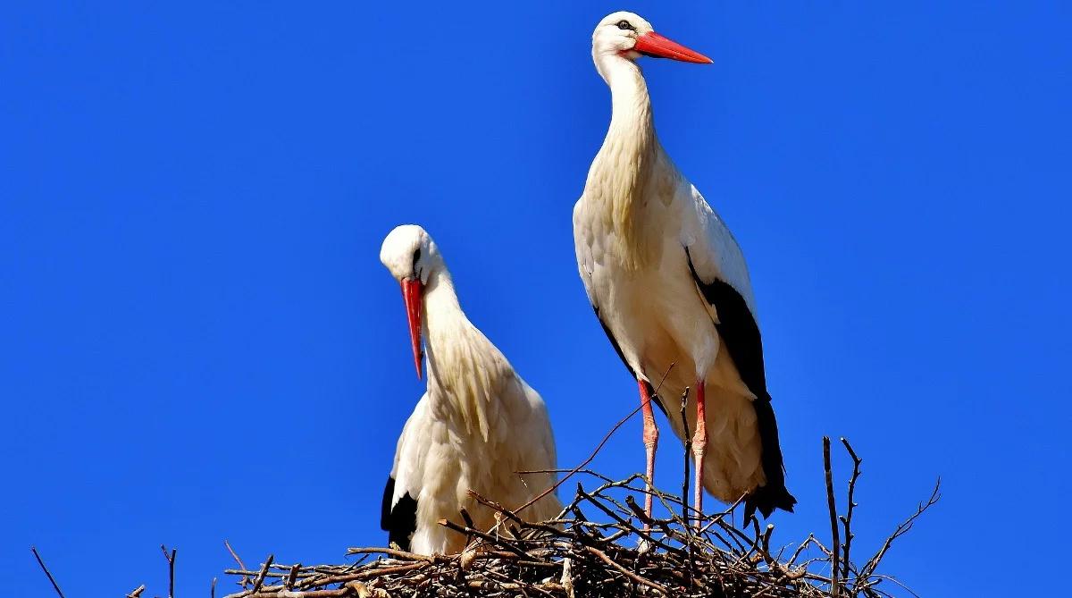 Dwa mieszkania dla bociana