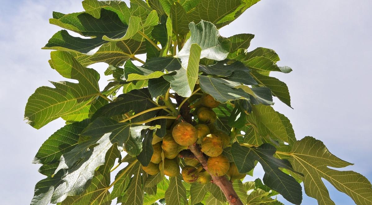 Drzewo figowe i jego mroczne tajemnice