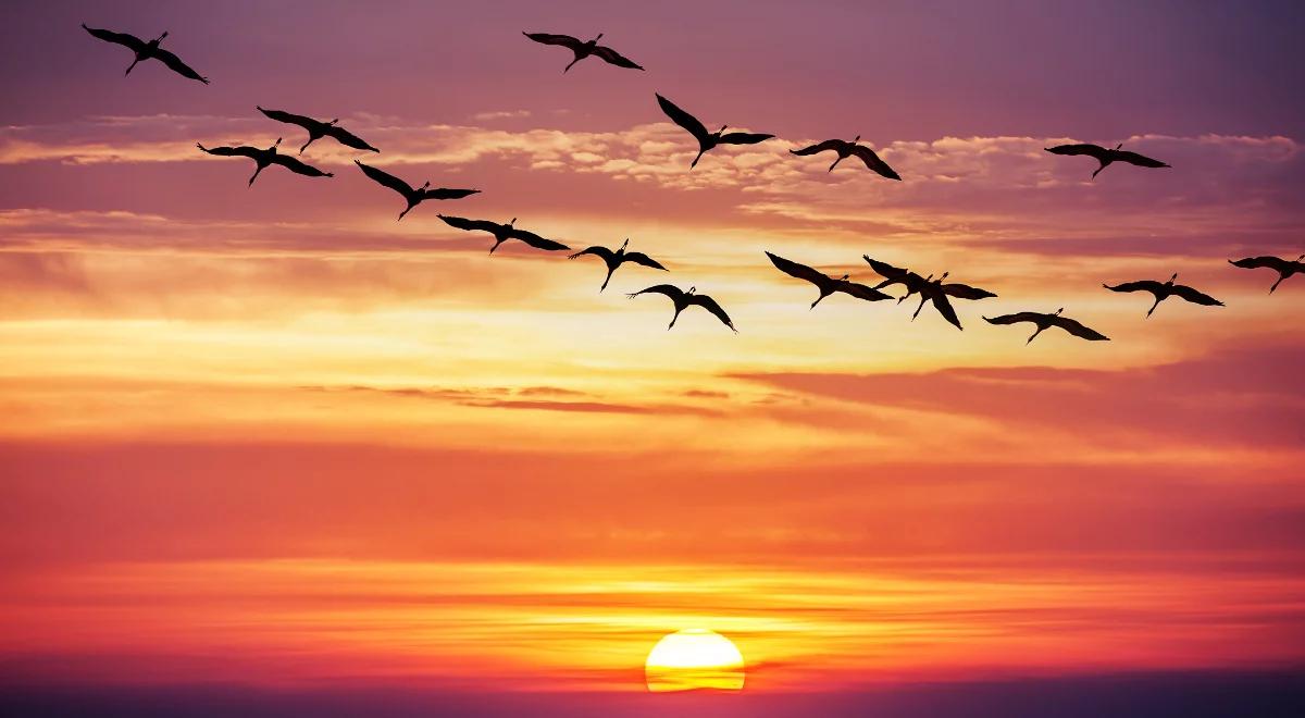 Które ptaki jako pierwsze odlatują na południe?
