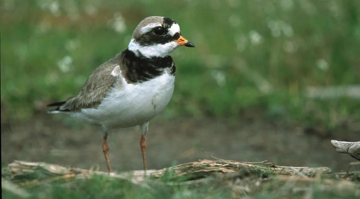 Małe konstrukcje do ochrony małych ptaków. Uwaga na gniazda sieweczek obrożnych!