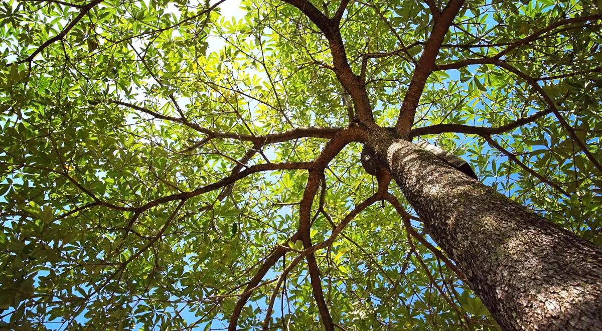 400-letni Dąb Dunin skradł serce turystów. Czy zostanie Drzewem Roku 2021?