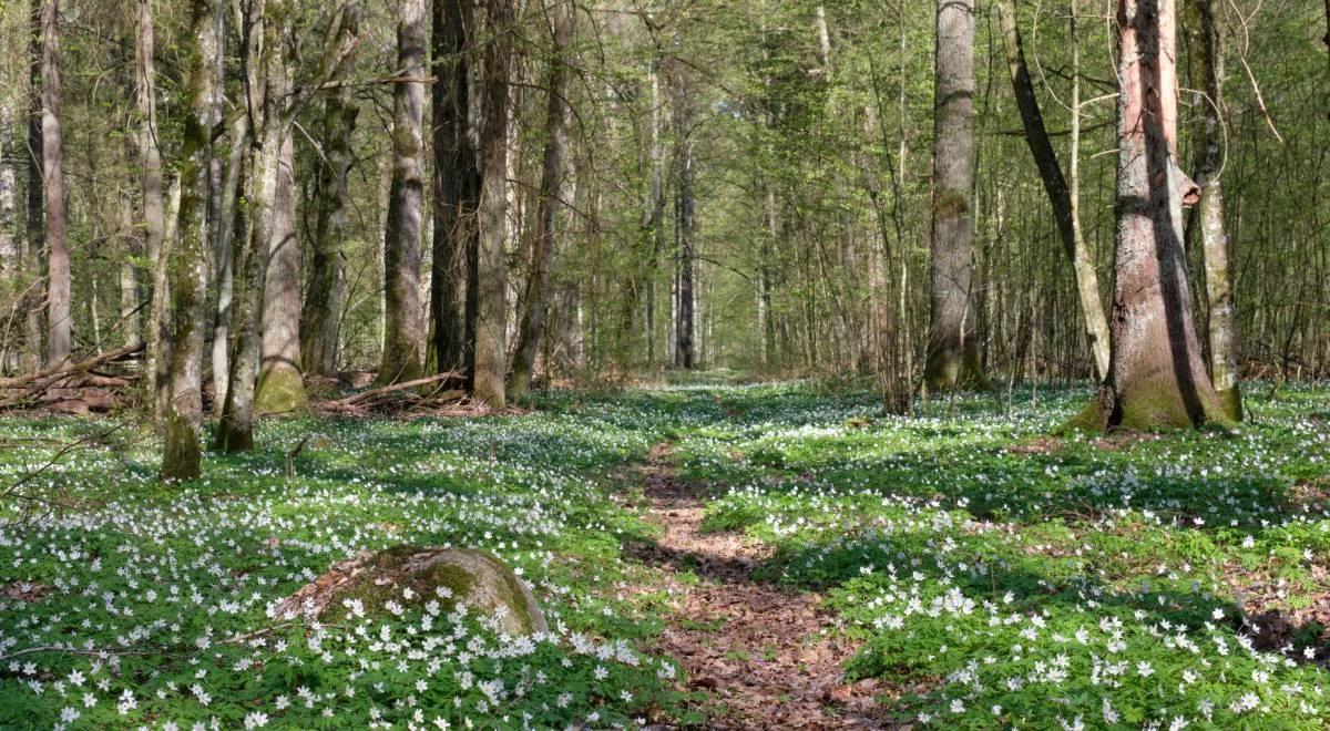 Lasy: lekarstwo na zmiany klimatu. Francuzi je przesadzają, polskie mają się świetnie