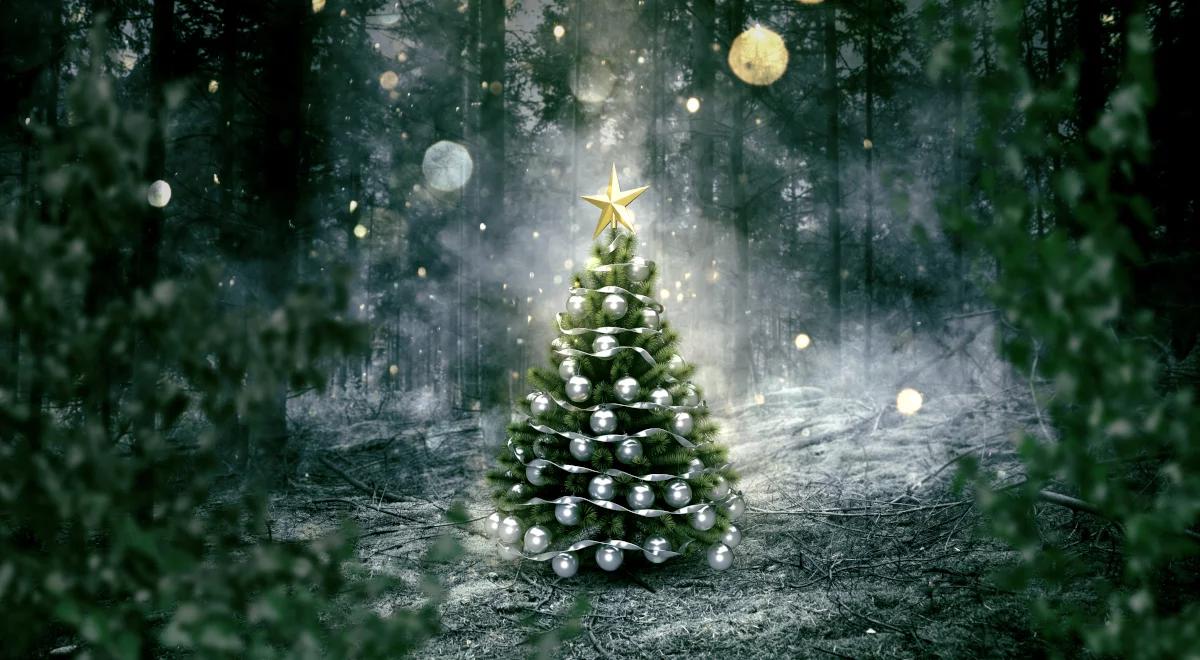 Co zrobić z choinką po świętach? Można oddać ją do przytuliska i odebrać za rok 