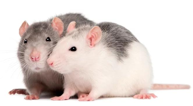 Szczur w mieście czuje się zbyt swobodnie? Z odsieczą przybywa kot