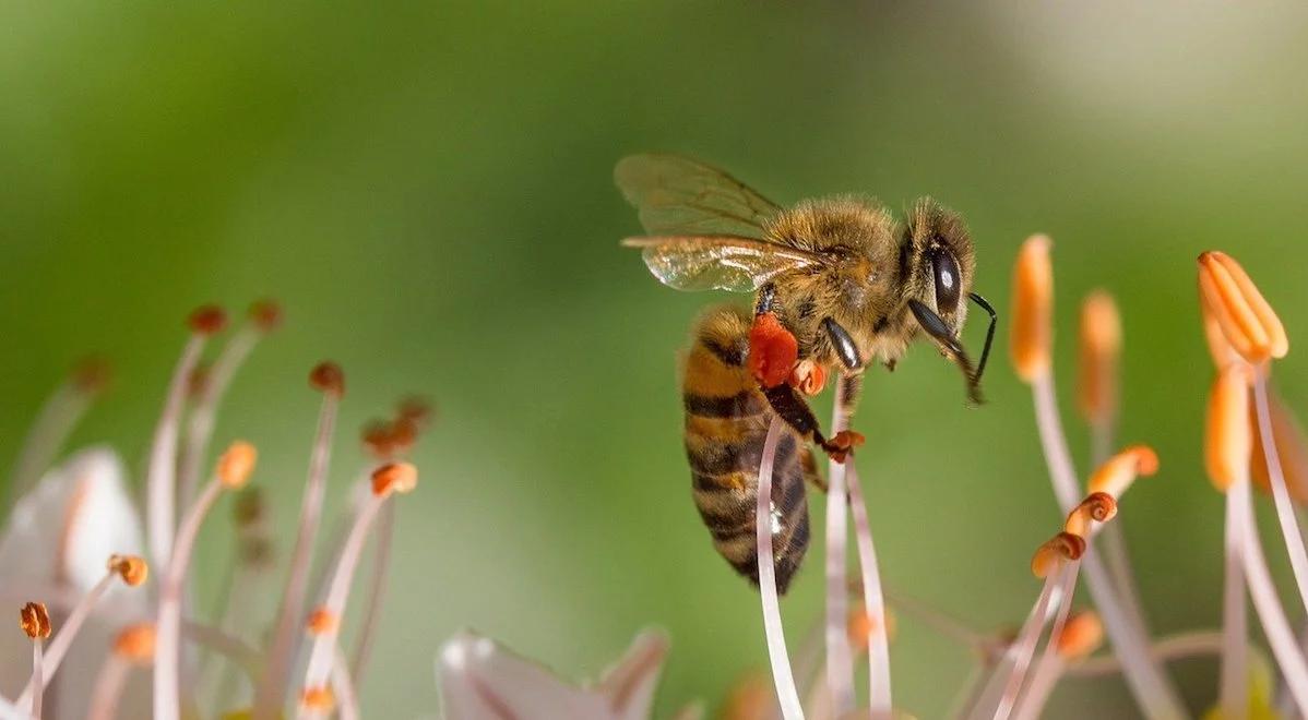 Jak wspierać Ziemię? Marcin Bosak zdradza kilka ekologicznych pomysłów