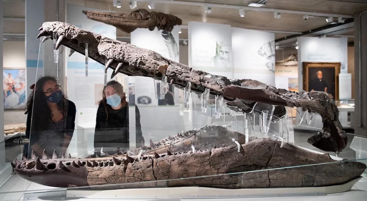 Przełomowe odkrycie: w Anglii znaleziono czaszkę gada sprzed 150 milionów lat 