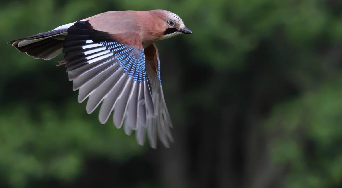 Dźwiękonaśladownictwo, randkowanie i inne ciekawostki z życia ptaków