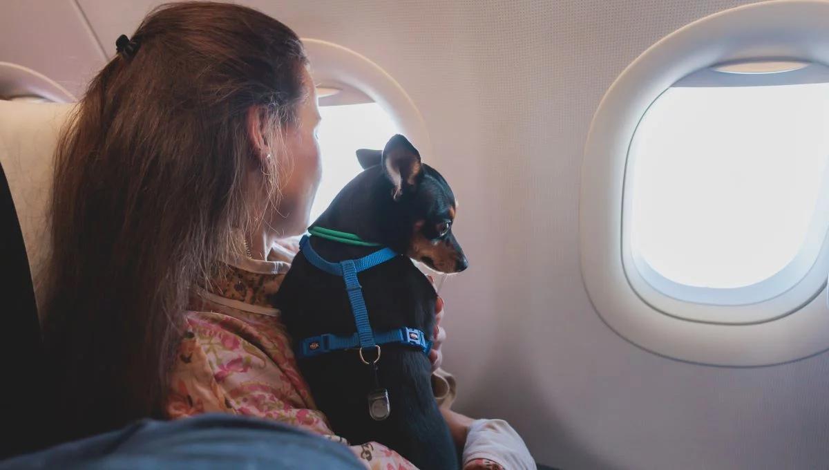 Pies na pokładzie samolotu. W jakich warunkach latają czworonogi?