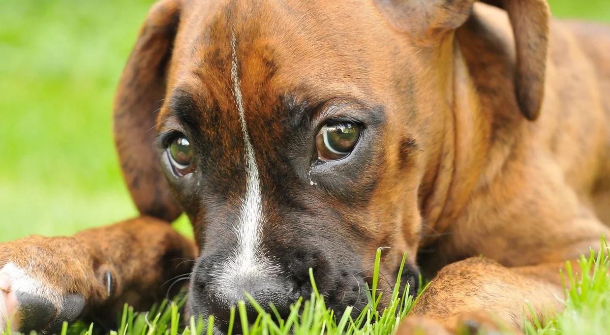 Zwierzę też człowiek? Kwestia sporna…