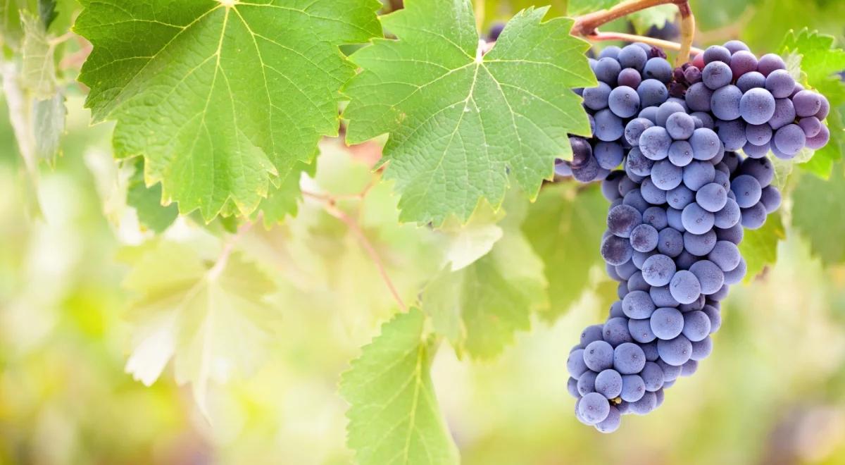 Muzyk, który został winiarzem