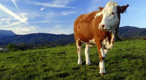 Od krowy do camembert