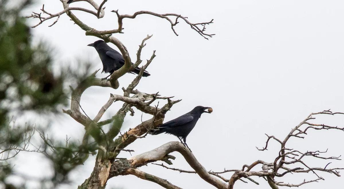 Czy wśród ptaków panuje porozumienie ponad gatunkami?