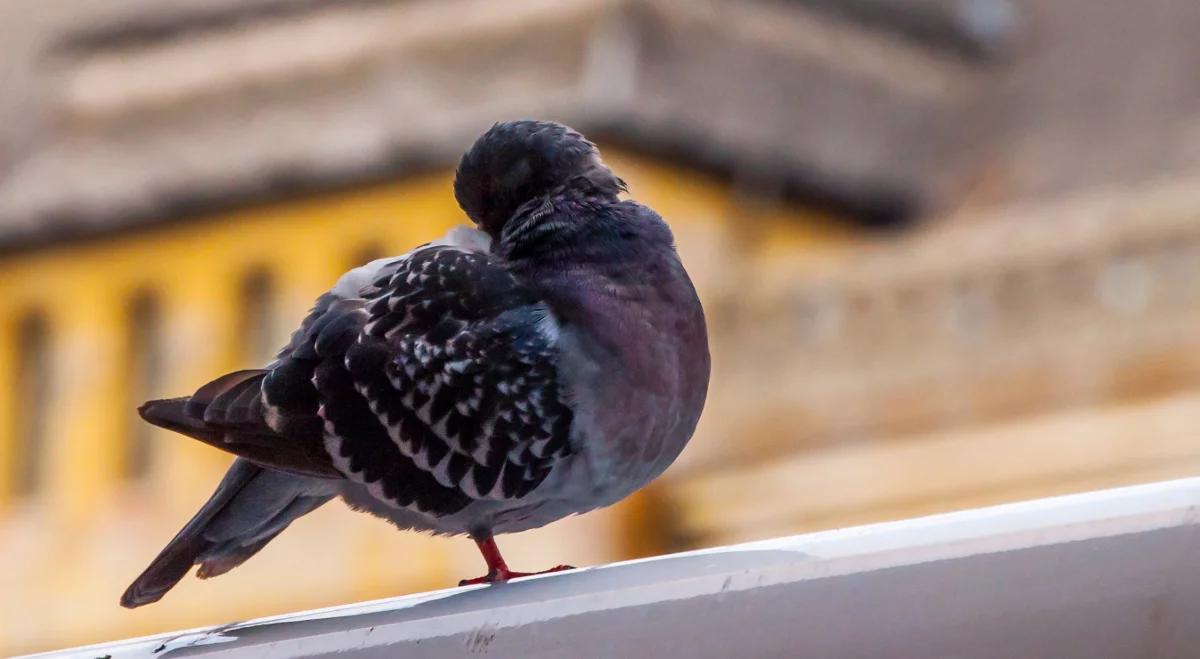 Co robią ptaki, zanim pójdą spać?