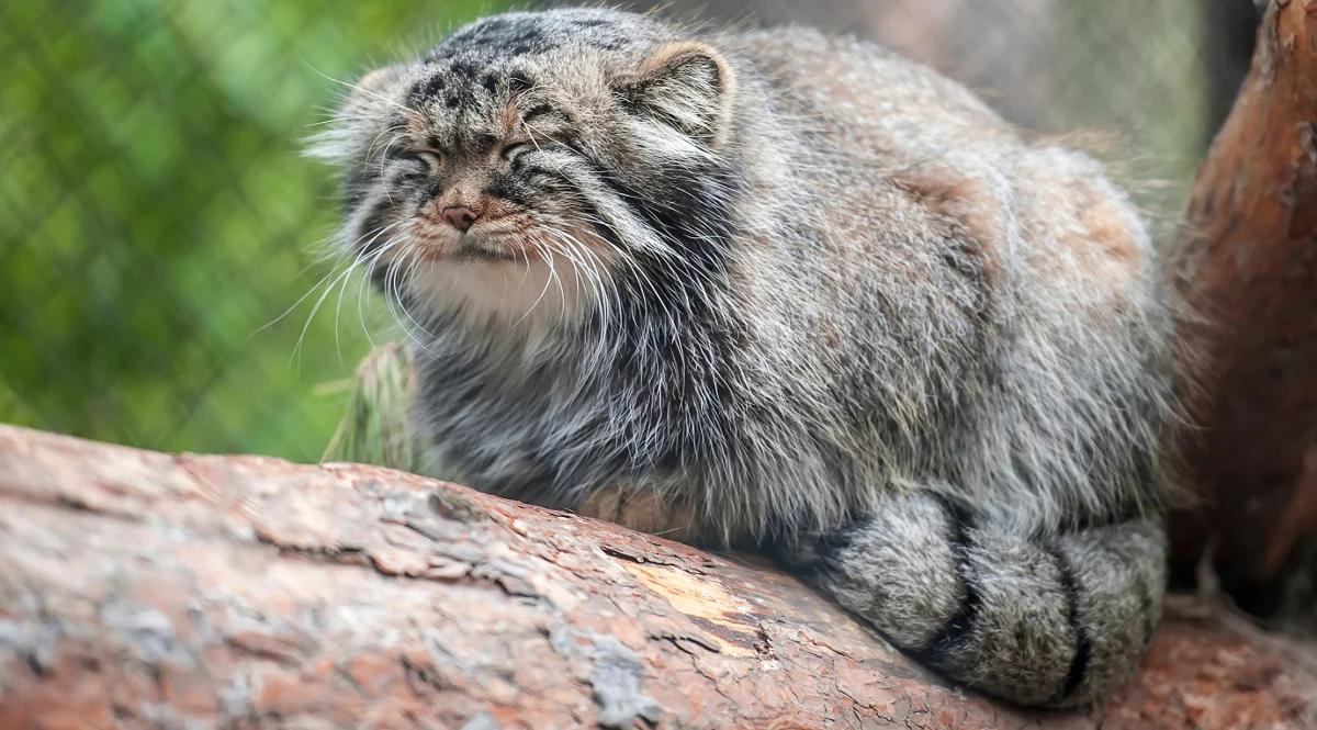 Które ze zwierząt z warszawskiego zoo jest mistrzem sjesty?