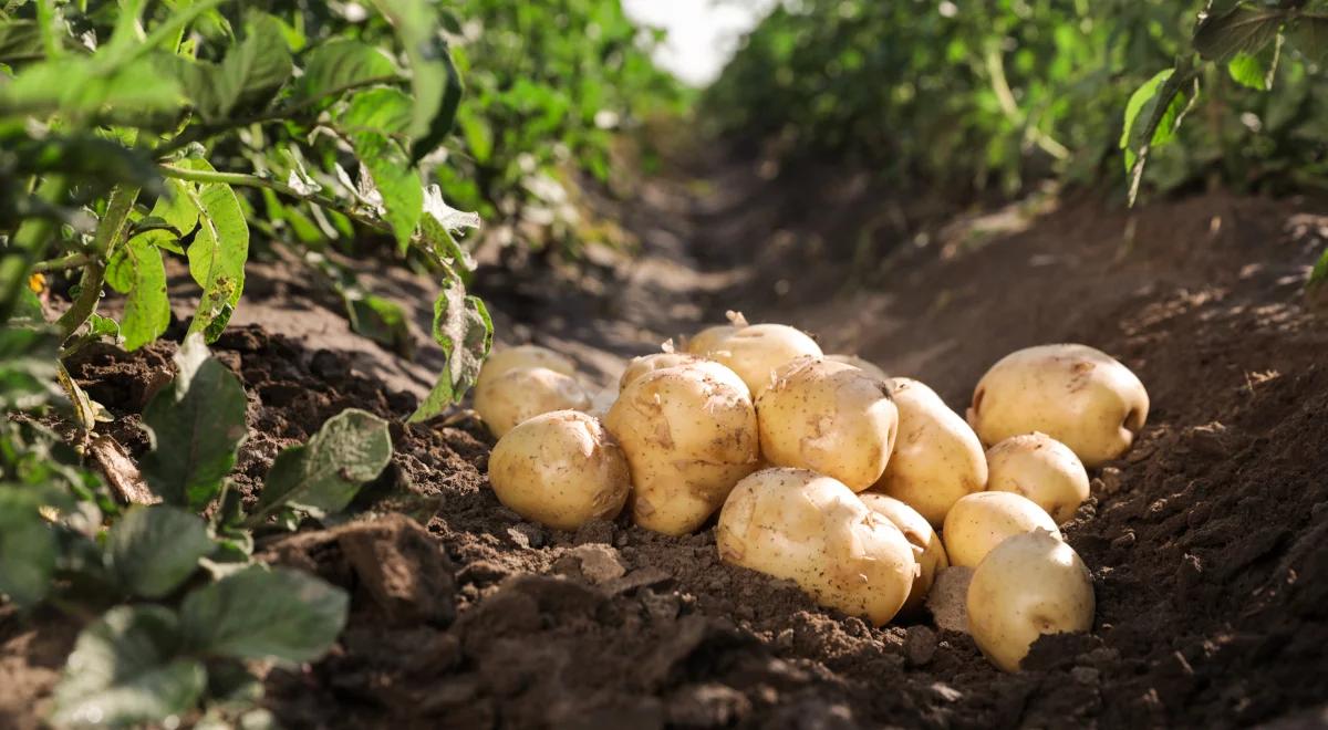 Pyry – podziemne złoto Wielkopolski