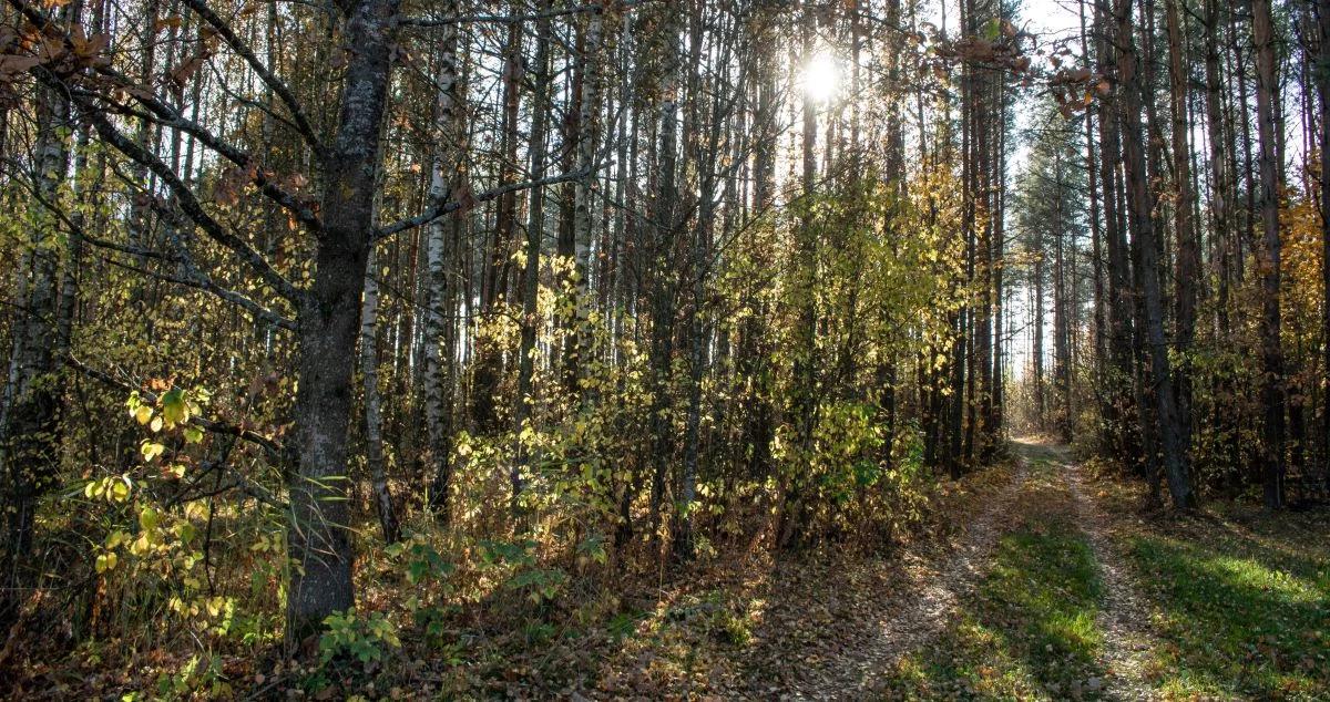 Puszcza Białowieska – cud natury będący przedmiotem sporów