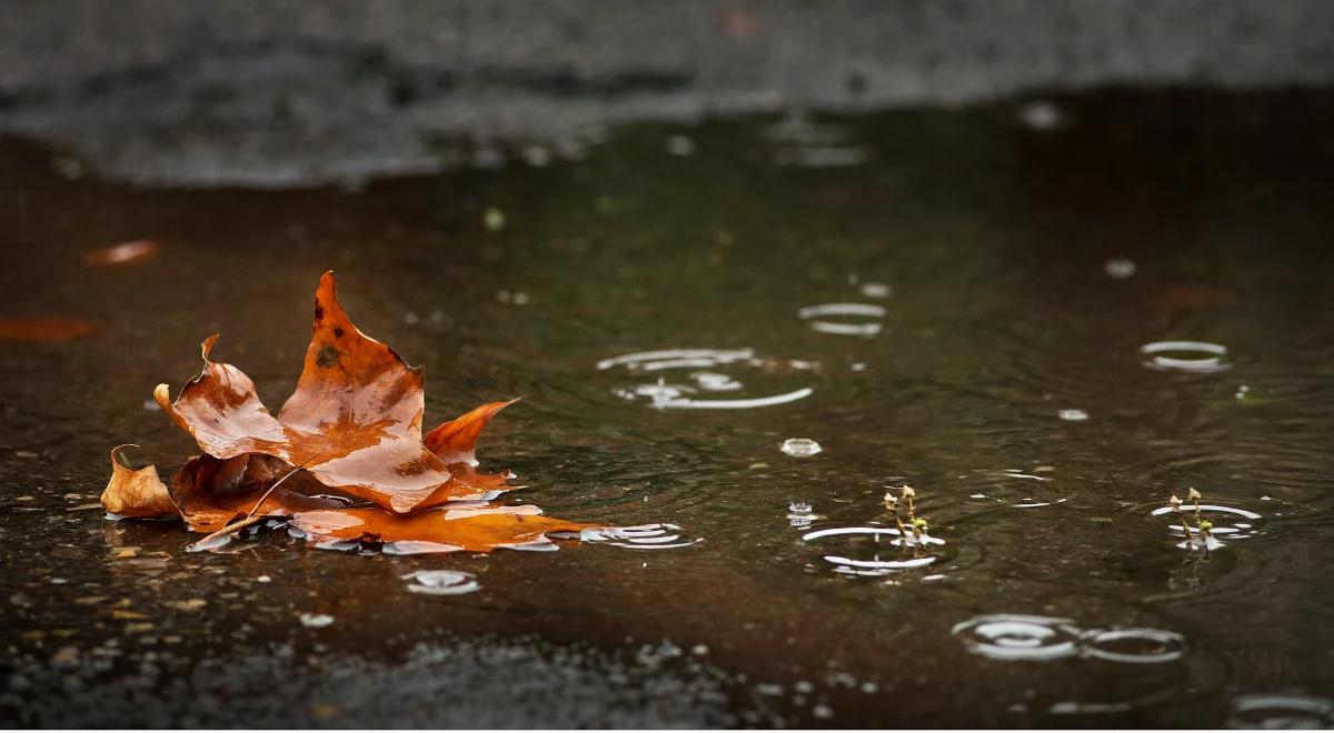 Skąd się biorą bańki na kałuży i co oznaczają? 