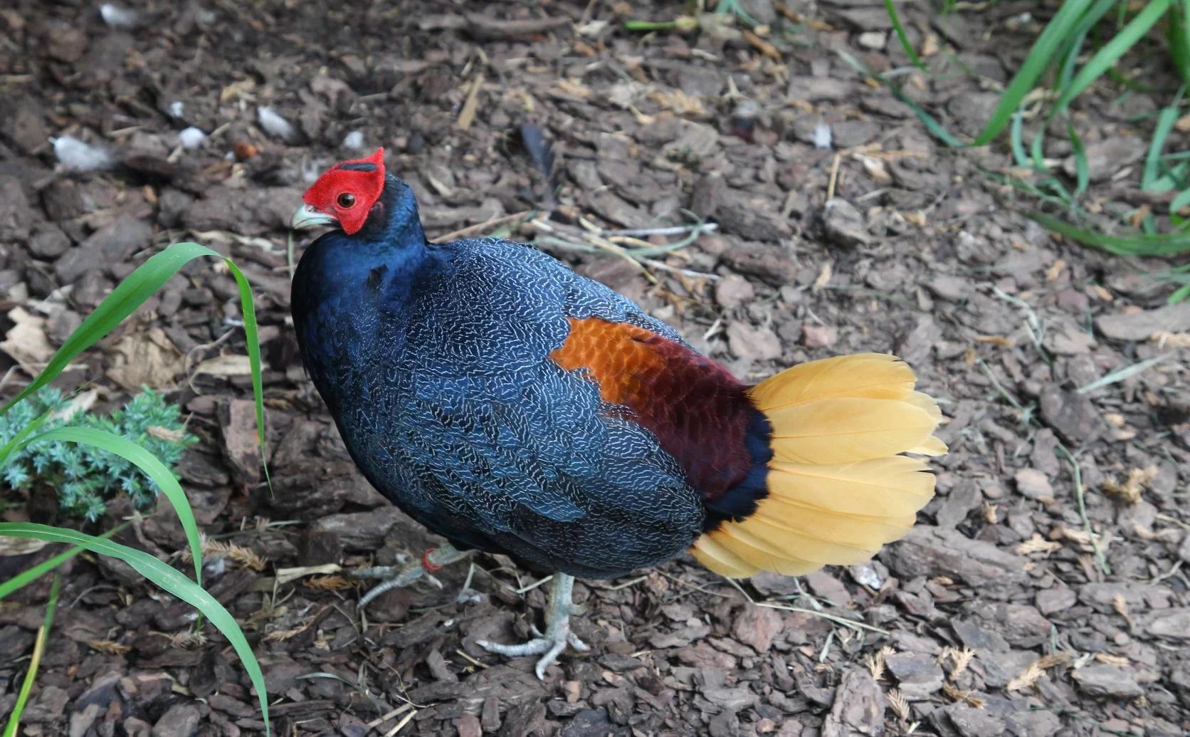 Warszawskie zoo... na Jawie