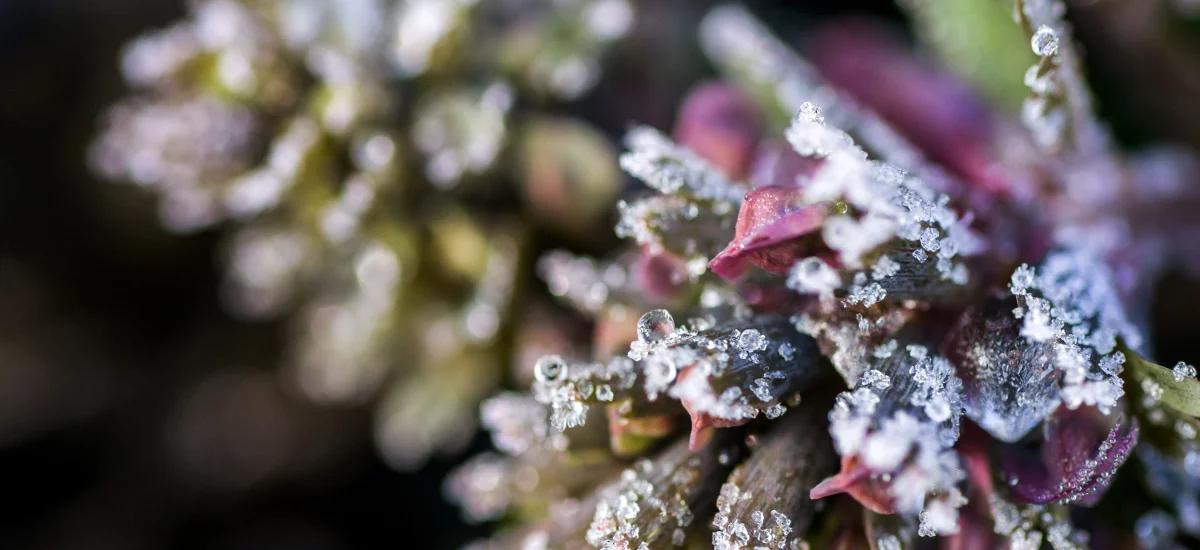 Wigilijny Czat Czwórki