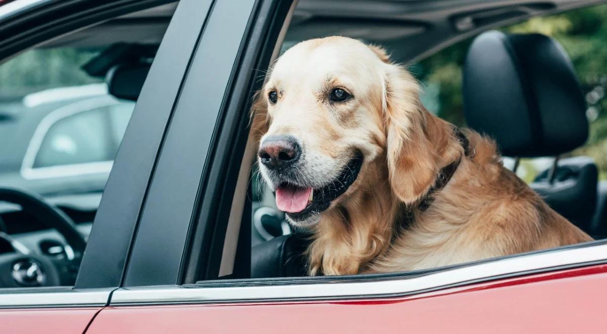 Piesek, pieseł, psina – określenia naszych czworonożnych przyjaciół