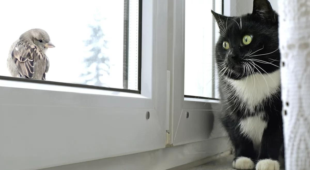 Koci lockdown w Niemczech. Wszystko ze względu na ptaki