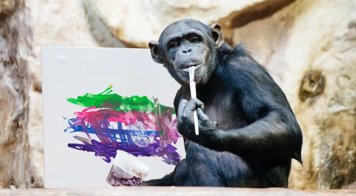 Człekokształtne w galerii. Od Pierre'a Brassau do Lucy