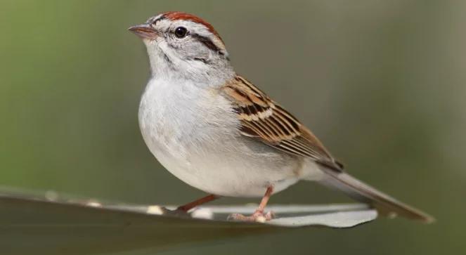 W pogoni za wróblem