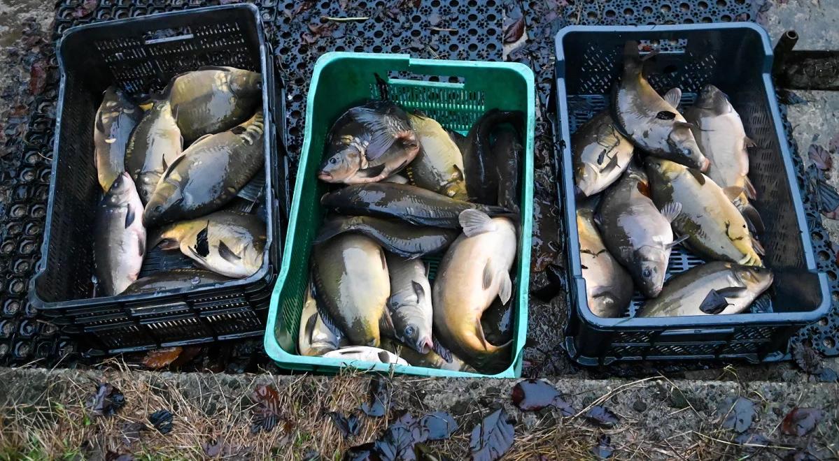 Świąteczny karp – traktujmy go humanitarnie